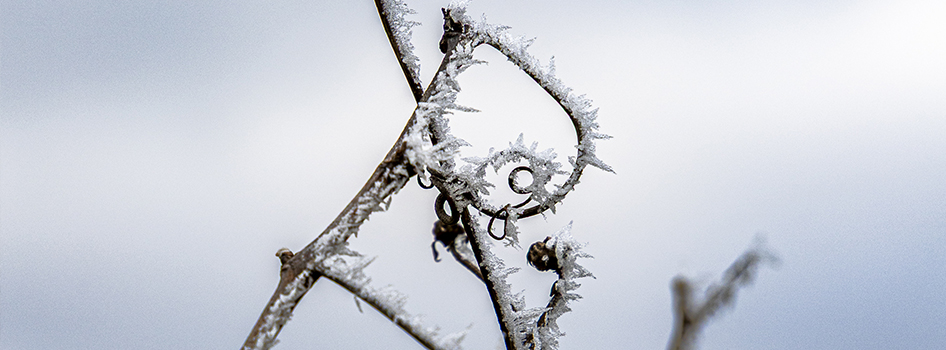 Des conditions climatiques difficiles Chablis J Moreau & Fils