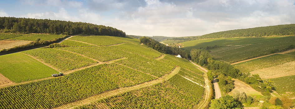 Chablis wines